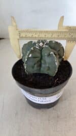 ASTROPHYTUM MYRIOSTIGMA cv FUKURYU  Nº 1003 – vaso 11 - Imagem 4