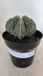 ASTROPHYTUM MYRIOSTIGMA cv FUKURYU  Nº 1004 – vaso 15 - Imagem 2