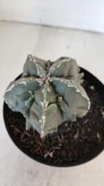ASTROPHYTUM MYRIOSTIGMA cv FUKURYU  Nº 1004 – vaso 15 - Imagem 8