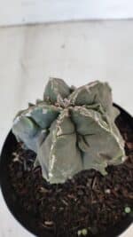 ASTROPHYTUM MYRIOSTIGMA cv FUKURYU  Nº 1004 – vaso 15 - Imagem 7