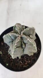 ASTROPHYTUM MYRIOSTIGMA cv FUKURYU  Nº 1004 – vaso 15 - Imagem 6