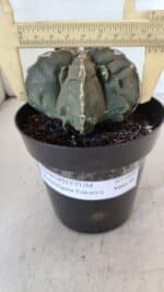 ASTROPHYTUM MYRIOSTIGMA cv FUKURYU  Nº 1004 – vaso 15 - Imagem 4