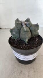 ASTROPHYTUM MYRIOSTIGMA cv FUKURYU  Nº 1005 – vaso 11