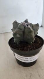 ASTROPHYTUM MYRIOSTIGMA cv FUKURYU  Nº 1005 – vaso 11 - Imagem 11