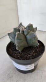 ASTROPHYTUM MYRIOSTIGMA cv FUKURYU  Nº 1005 – vaso 11 - Imagem 10