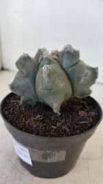 ASTROPHYTUM MYRIOSTIGMA cv FUKURYU  Nº 1005 – vaso 11 - Imagem 9