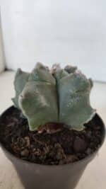 ASTROPHYTUM MYRIOSTIGMA cv FUKURYU  Nº 1005 – vaso 11 - Imagem 8