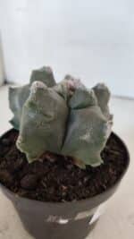 ASTROPHYTUM MYRIOSTIGMA cv FUKURYU  Nº 1005 – vaso 11 - Imagem 7