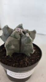 ASTROPHYTUM MYRIOSTIGMA cv FUKURYU  Nº 1005 – vaso 11 - Imagem 6
