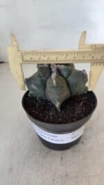 ASTROPHYTUM MYRIOSTIGMA cv FUKURYU  Nº 1005 – vaso 11 - Imagem 4