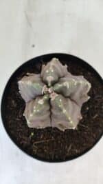 ASTROPHYTUM MYRIOSTIGMA cv FUKURYU  Nº 1006 – vaso 15 - Imagem 3