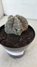 ASTROPHYTUM MYRIOSTIGMA cv FUKURYU  Nº 1006 – vaso 15 - Imagem 9