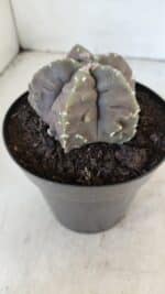 ASTROPHYTUM MYRIOSTIGMA cv FUKURYU  Nº 1006 – vaso 15 - Imagem 7