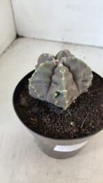 ASTROPHYTUM MYRIOSTIGMA cv FUKURYU  Nº 1006 – vaso 15 - Imagem 6