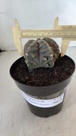 ASTROPHYTUM MYRIOSTIGMA cv FUKURYU  Nº 1006 – vaso 15 - Imagem 4