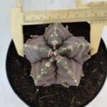 ASTROPHYTUM MYRIOSTIGMA cv FUKURYU  Nº 1006 – vaso 15