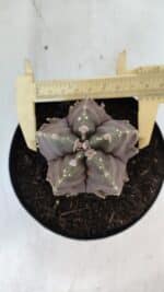 ASTROPHYTUM MYRIOSTIGMA cv FUKURYU  Nº 1006 – vaso 15