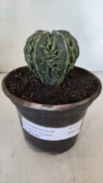 ASTROPHYTUM MYRIOSTIGMA cv FUKURYU Nudum  Nº 611 – vaso 15 - Imagem 2