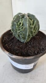 ASTROPHYTUM MYRIOSTIGMA cv FUKURYU Nudum  Nº 611 – vaso 15 - Imagem 9