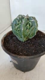 ASTROPHYTUM MYRIOSTIGMA cv FUKURYU Nudum  Nº 611 – vaso 15 - Imagem 8