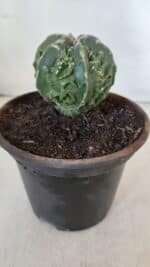 ASTROPHYTUM MYRIOSTIGMA cv FUKURYU Nudum  Nº 611 – vaso 15 - Imagem 7