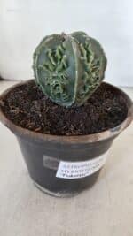 ASTROPHYTUM MYRIOSTIGMA cv FUKURYU Nudum  Nº 611 – vaso 15 - Imagem 6