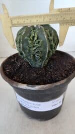 ASTROPHYTUM MYRIOSTIGMA cv FUKURYU Nudum  Nº 611 – vaso 15 - Imagem 4