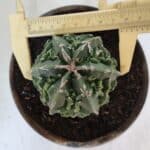 ASTROPHYTUM MYRIOSTIGMA cv FUKURYU Nudum  Nº 611 – vaso 15