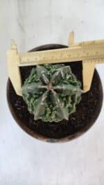 ASTROPHYTUM MYRIOSTIGMA cv FUKURYU Nudum  Nº 611 – vaso 15