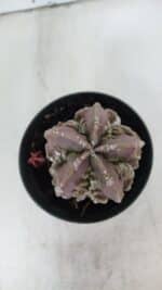 ASTROPHYTUM MYRIOSTIGMA cv FUKURYU  Nº 956 – vaso 11 - Imagem 3