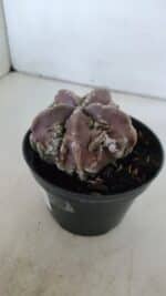 ASTROPHYTUM MYRIOSTIGMA cv FUKURYU  Nº 956 – vaso 11 - Imagem 8