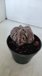 ASTROPHYTUM MYRIOSTIGMA cv FUKURYU  Nº 956 – vaso 11 - Imagem 7