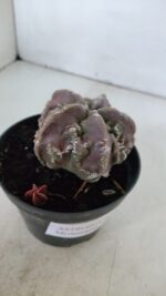 ASTROPHYTUM MYRIOSTIGMA cv FUKURYU  Nº 956 – vaso 11 - Imagem 6