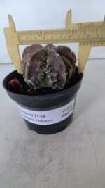 ASTROPHYTUM MYRIOSTIGMA cv FUKURYU  Nº 956 – vaso 11 - Imagem 4