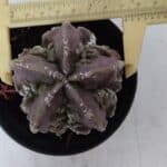 ASTROPHYTUM MYRIOSTIGMA cv FUKURYU  Nº 956 – vaso 11