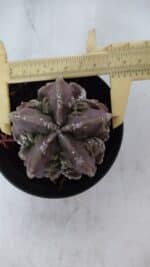 ASTROPHYTUM MYRIOSTIGMA cv FUKURYU  Nº 956 – vaso 11