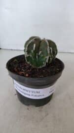 ASTROPHYTUM MYRIOSTIGMA cv FUKURYU  Nº 957 – vaso 11 - Imagem 2