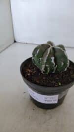 ASTROPHYTUM MYRIOSTIGMA cv FUKURYU  Nº 957 – vaso 11 - Imagem 9