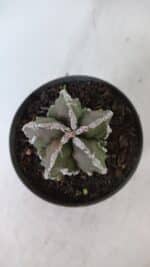 ASTROPHYTUM MYRIOSTIGMA cv FUKURYU  Nº 957 – vaso 11 - Imagem 3