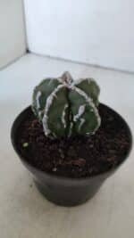 ASTROPHYTUM MYRIOSTIGMA cv FUKURYU  Nº 957 – vaso 11 - Imagem 7