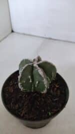 ASTROPHYTUM MYRIOSTIGMA cv FUKURYU  Nº 957 – vaso 11 - Imagem 8