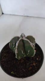 ASTROPHYTUM MYRIOSTIGMA cv FUKURYU  Nº 957 – vaso 11 - Imagem 6