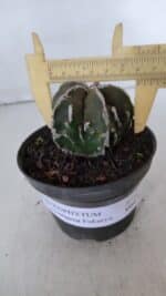 ASTROPHYTUM MYRIOSTIGMA cv FUKURYU  Nº 957 – vaso 11 - Imagem 4