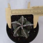 ASTROPHYTUM MYRIOSTIGMA cv FUKURYU  Nº 957 – vaso 11