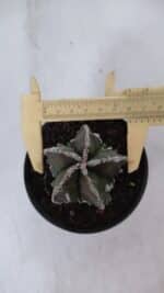 ASTROPHYTUM MYRIOSTIGMA cv FUKURYU  Nº 957 – vaso 11