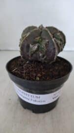 ASTROPHYTUM MYRIOSTIGMA cv FUKURYU  Nº 958 – vaso 11 - Imagem 2