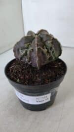 ASTROPHYTUM MYRIOSTIGMA cv FUKURYU  Nº 958 – vaso 11 - Imagem 9