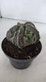 ASTROPHYTUM MYRIOSTIGMA cv FUKURYU  Nº 958 – vaso 11 - Imagem 8