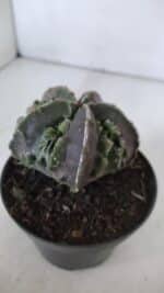 ASTROPHYTUM MYRIOSTIGMA cv FUKURYU  Nº 958 – vaso 11 - Imagem 7