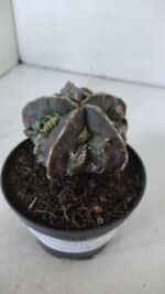 ASTROPHYTUM MYRIOSTIGMA cv FUKURYU  Nº 958 – vaso 11 - Imagem 6